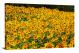 Sunflowers Summer, 2021 - Canvas Wrap