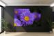 Aster Flowers, 2021 - Canvas Wrap2