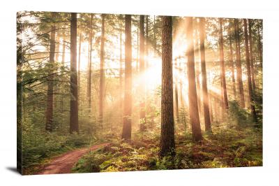Sunnrise in the Forest, 2020 - Canvas Wrap