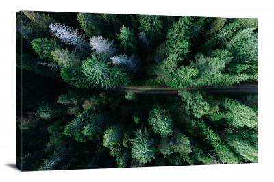 Remote Forest Path, 2016 - Canvas Wrap