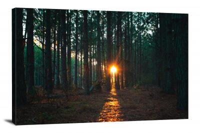 Light Beam in the Trees, 2021 - Canvas Wrap
