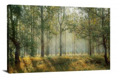 CW0427-forest-sun-rays-00
