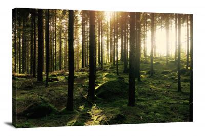 Forest in Sweden, 2015 - Canvas Wrap