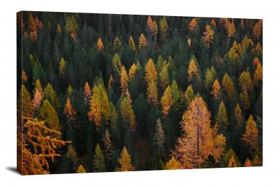 Colorful Forest Aerial View, 2017 - Canvas Wrap