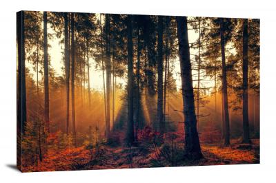 Forest Fog with Sunlight, 2018 - Canvas Wrap