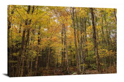 Forest in the Fall, 2019 - Canvas Wrap