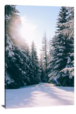 CW0441-forest-snowy-pine-trees-00