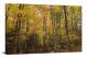 Forest in the Fall, 2019 - Canvas Wrap