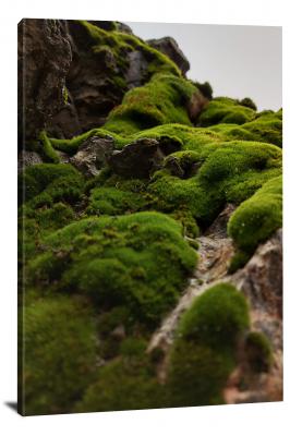 Green Moss on Rocks, 2020 - Canvas Wrap
