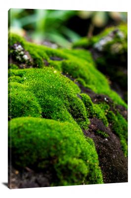 CW0544-moss-bright-green-moss-on-dark-rocks-00