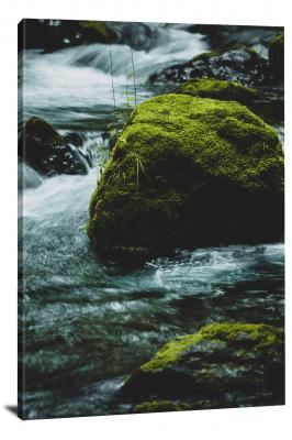 CW0545-moss-moss-surrounded-by-water-00