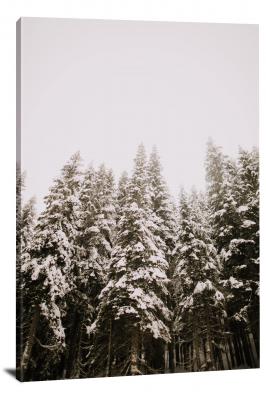Snow Covered Pine Trees, 2020 - Canvas Wrap