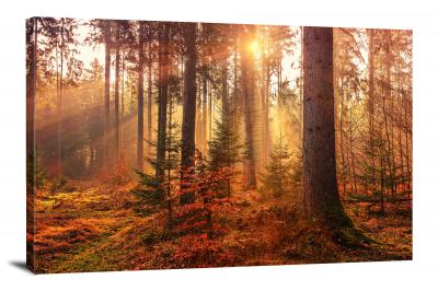 Mystery Forest Light, 2018 - Canvas Wrap
