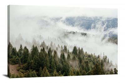 CW0662-tree-trees-in-fog-00