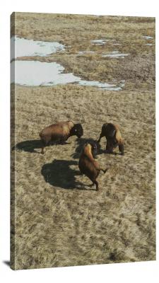 CW1269-badlands-national-park-buffalo-gap-showdown-00