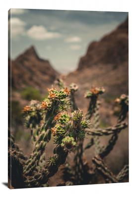 CW1289-big-bend-national-park-plant-in-bloom-00