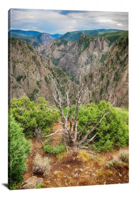 CW1322-black-canyon-of-the-gunnison-dead-tree-black-canyon-00