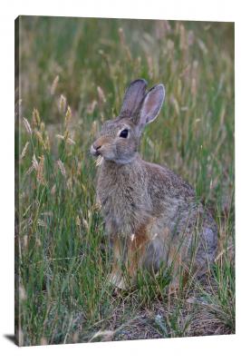 CW1326-black-canyon-of-the-gunnison-national-park-rabbit-in-gunnison-00