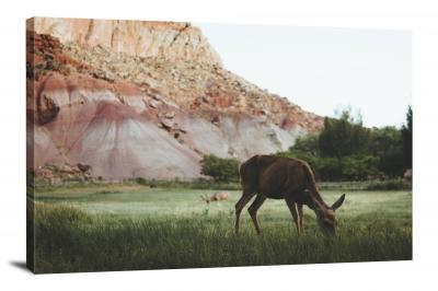Deer Grazing in Desert, 2020 - Canvas Wrap