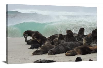 Northern Fur Seals , 2021 - Canvas Wrap