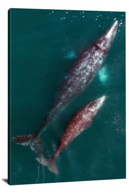 Gray Whale and Calf, 2015 - Canvas Wrap
