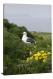 Western Gull on Anacapa Island, 2010 - Canvas Wrap