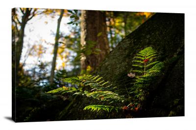 Fern in the Forest, 2021 - Canvas Wrap