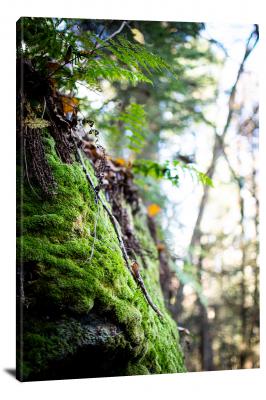 CW1508-cuyahoga-valley-national-park-mossy-tree-00