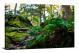 Giant Forest Rock with Tree, 2021 - Canvas Wrap