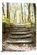 Wooden Stepped Path, 2021 - Canvas Wrap