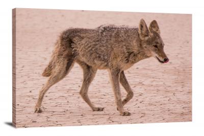 CW1521-death-valley-national-park-death-valley-coyote-00