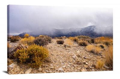 CW1523-death-valley-national-park-yellow-brush-00
