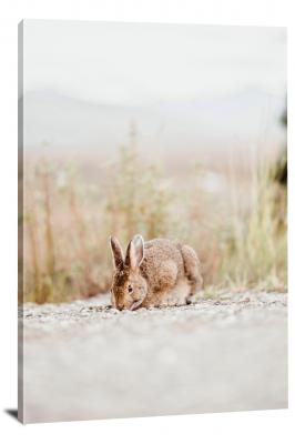 Denali Bunny, 2018 - Canvas Wrap