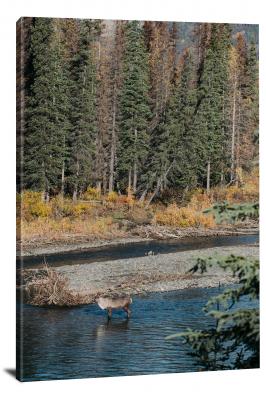 CW1559-denali-national-park-elk-in-the-river-00
