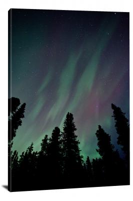 CW1564-denali-national-park-aurora-over-the-trees-00