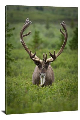 CW1565-denali-national-park-bull-caribou-00