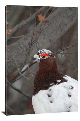 CW1569-denali-national-park-winter-pheasant-00