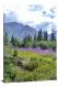 Denali Wildflowers, 2020 - Canvas Wrap