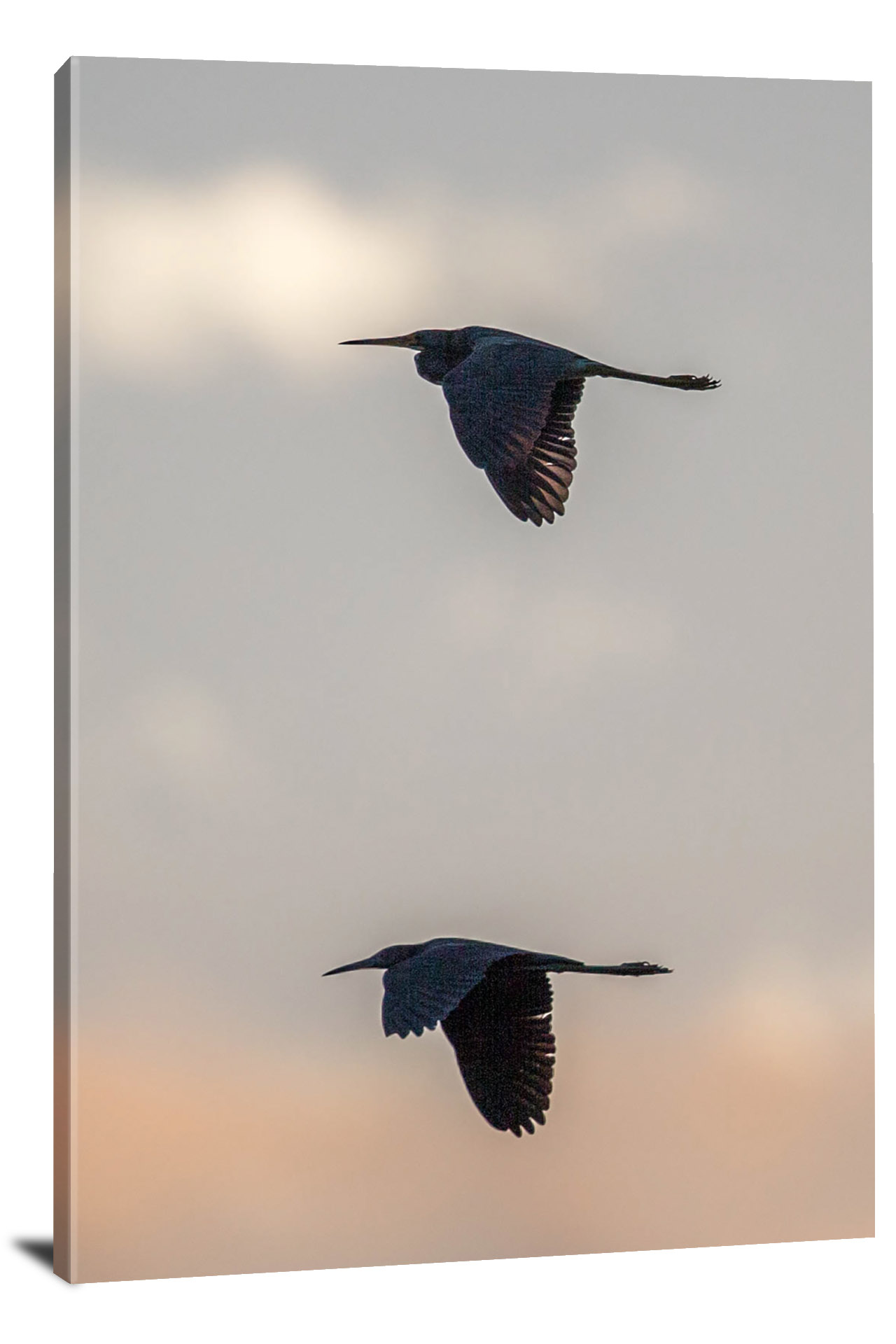 two-birds-flying-together-2016-canvas-wrap