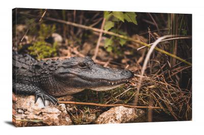 CW1576-everglades-national-park-swamp-gator-00