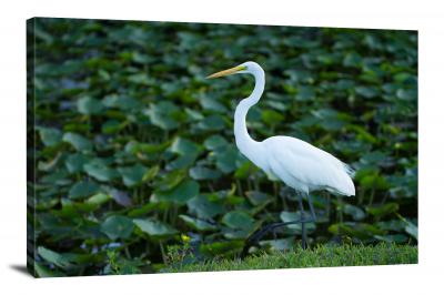 CW1578-everglades-national-park-swamp-white-bird-00