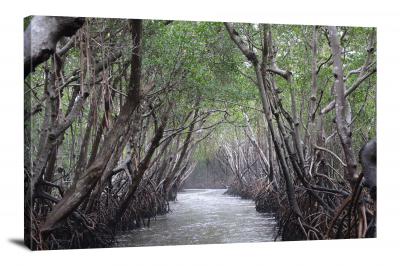 CW1580-everglades-national-park-swamp-tree-path-00