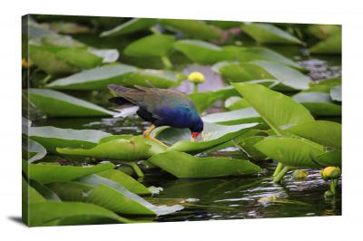 Water Lily Bird, 2015 - Canvas Wrap