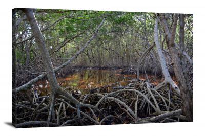 Everglades Swamp, 2017 - Canvas Wrap