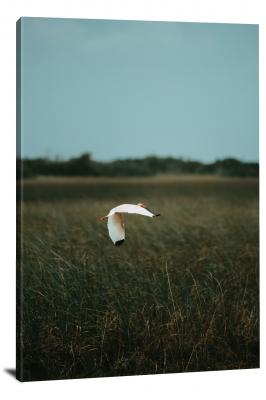 Everglades Bird, 2021 - Canvas Wrap