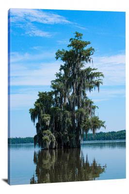 Lake Martin Swamp Tree, 2020 - Canvas Wrap