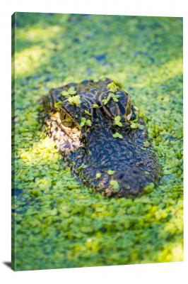 CW1593-everglades-national-park-baby-alligator-00