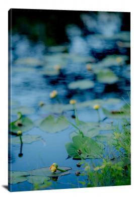 CW1599-everglades-national-park-shark-valley-lily-pads-00