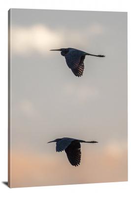 CW1600-everglades-national-park-two-birds-flying-together-00