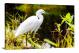 Snowy Egret, 2017 - Canvas Wrap
